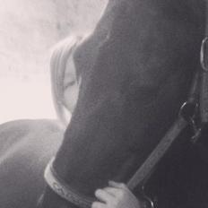 Dansk Varmblod Khandis