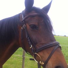 Dansk Varmblod Khandis