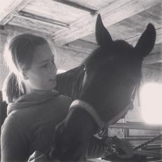 Dansk Varmblod Khandis