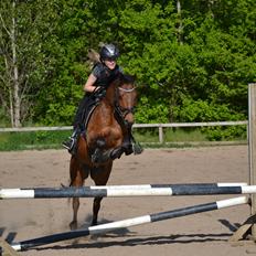 New Forest Darinko Star