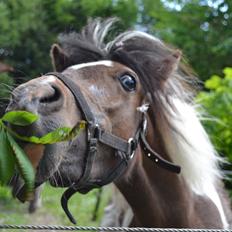 Shetlænder Cookie