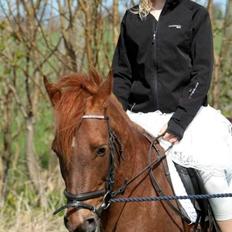 New Forest /Araber Nadi (Nadia)