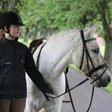 Anden særlig race Bailey