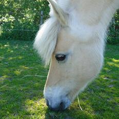 Fjordhest Ejerlykkes Corel [Part]