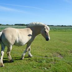 Fjordhest Ejerlykkes Corel [Part]
