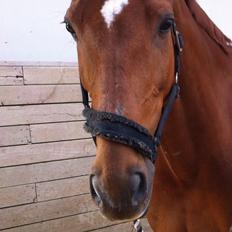 Dansk Varmblod Rønbjergs Zamir