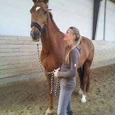 Dansk Varmblod Rønbjergs Zamir