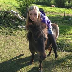 Shetlænder <3 <3 Musse <3 <3
