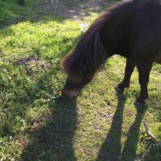 Shetlænder <3 <3 Musse <3 <3