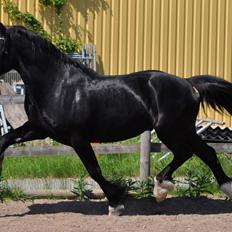 Welsh Cob (sec D) Valhalla's Zorro