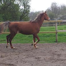 Anden særlig race Kjeldsminde Suprice (Ide´Fix)