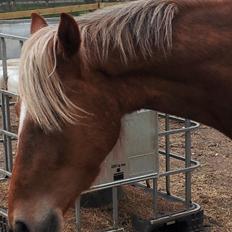 Anden særlig race Kjeldsminde Suprice (Ide´Fix)