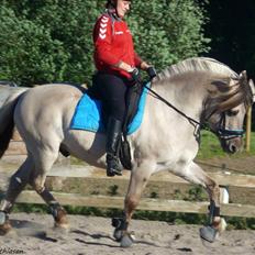 Fjordhest Hashagen's D-Mark