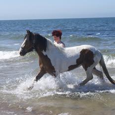 Irish Cob Fenella