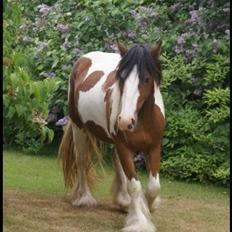 Irish Cob Fenella