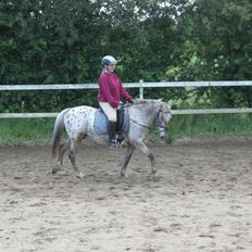 Anden særlig race Joelle "Julle"