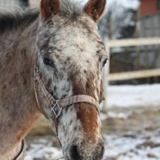 Anden særlig race Joelle "Julle"
