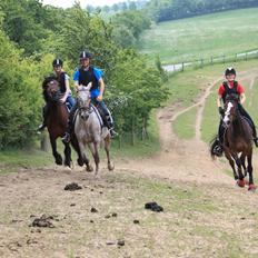 Anden særlig race Joelle "Julle"