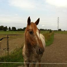 Knabstrupper Rughavens Tornado