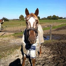 Knabstrupper Rughavens Tornado