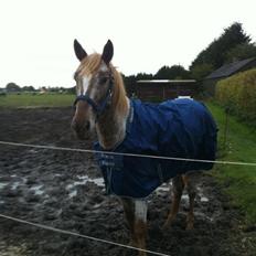 Knabstrupper Rughavens Tornado