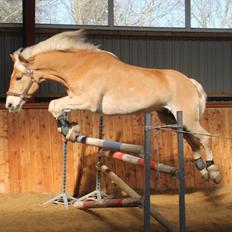 Tyroler Haflinger Wilox