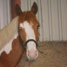 Pinto Indurain Delight - Den Brogede Skønhed