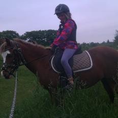 Anden særlig race Spetter