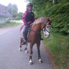 Anden særlig race Spetter