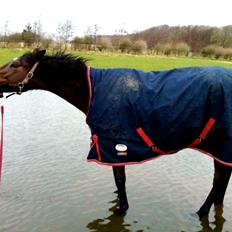 Dansk Varmblod Hjælmsbjergs Chakira