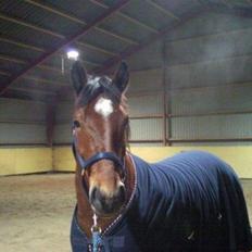 Anden særlig race Samson