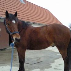 Anden særlig race Samson