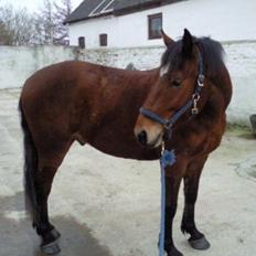 Anden særlig race Samson