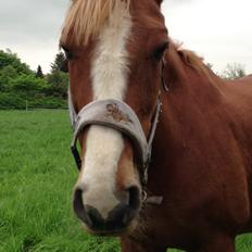 Dansk Varmblod Stenkærgårds Rubin  [Min Mors]