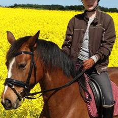 Dansk Varmblod Le'trix 