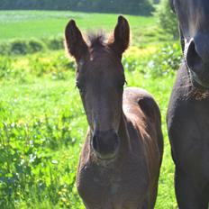 Anden særlig race Martinique