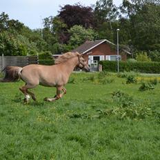 Anden særlig race Lotte