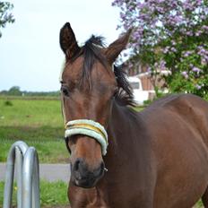 Anden særlig race Monique