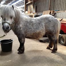 Shetlænder Tøttrups Minimum *solgt*