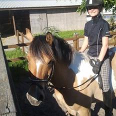 Hollandsk Sportspony Capello ivo