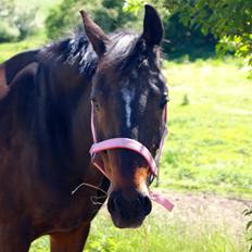 Dansk Varmblod Lineur