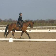 Dansk Varmblod Landlystes Alabasta