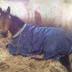 Dansk Varmblod Landlystes Alabasta