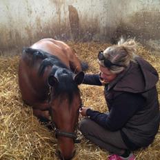 Dansk Varmblod Landlystes Alabasta