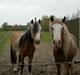 Irish Cob Pop-Eye van Erpekom