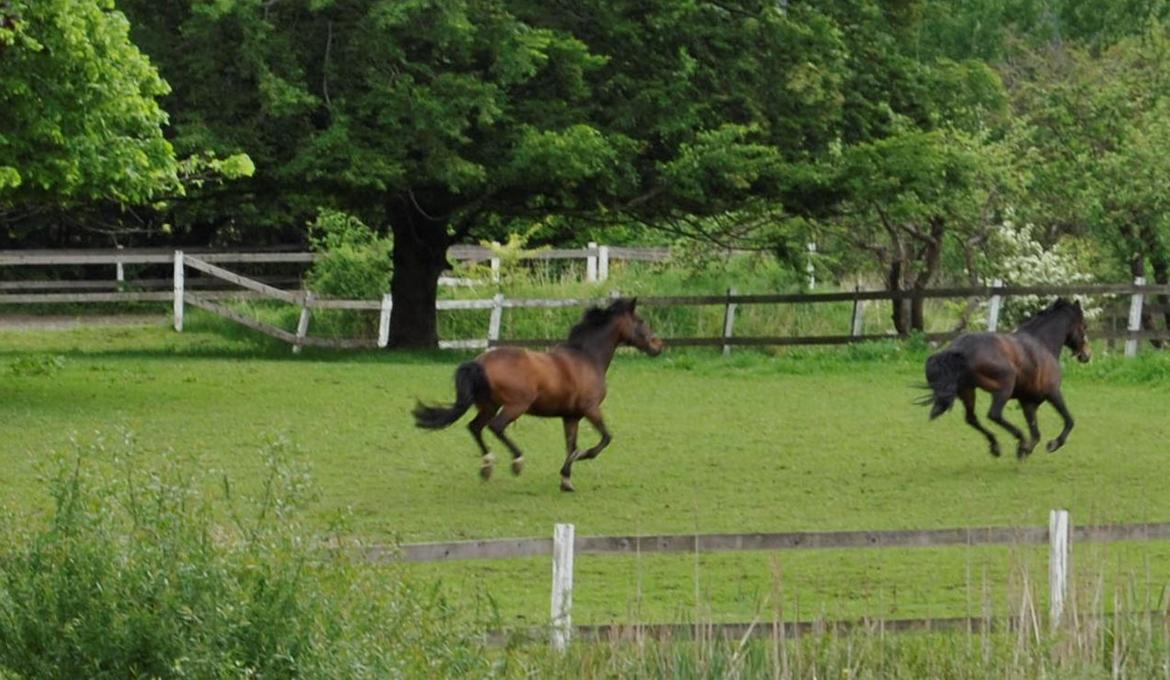 Anden særlig race Sabu billede 15