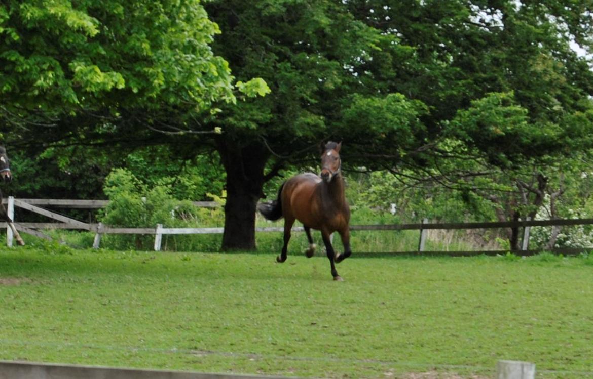 Anden særlig race Sabu billede 16