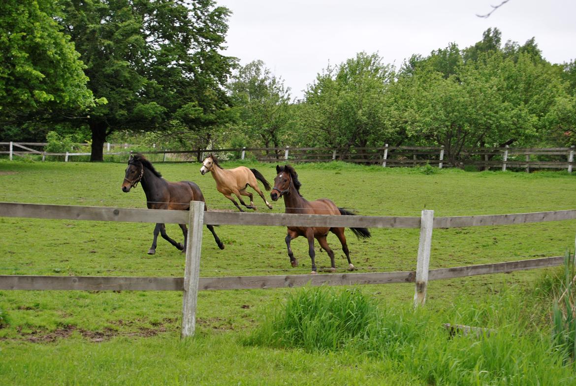 Anden særlig race Sabu billede 17