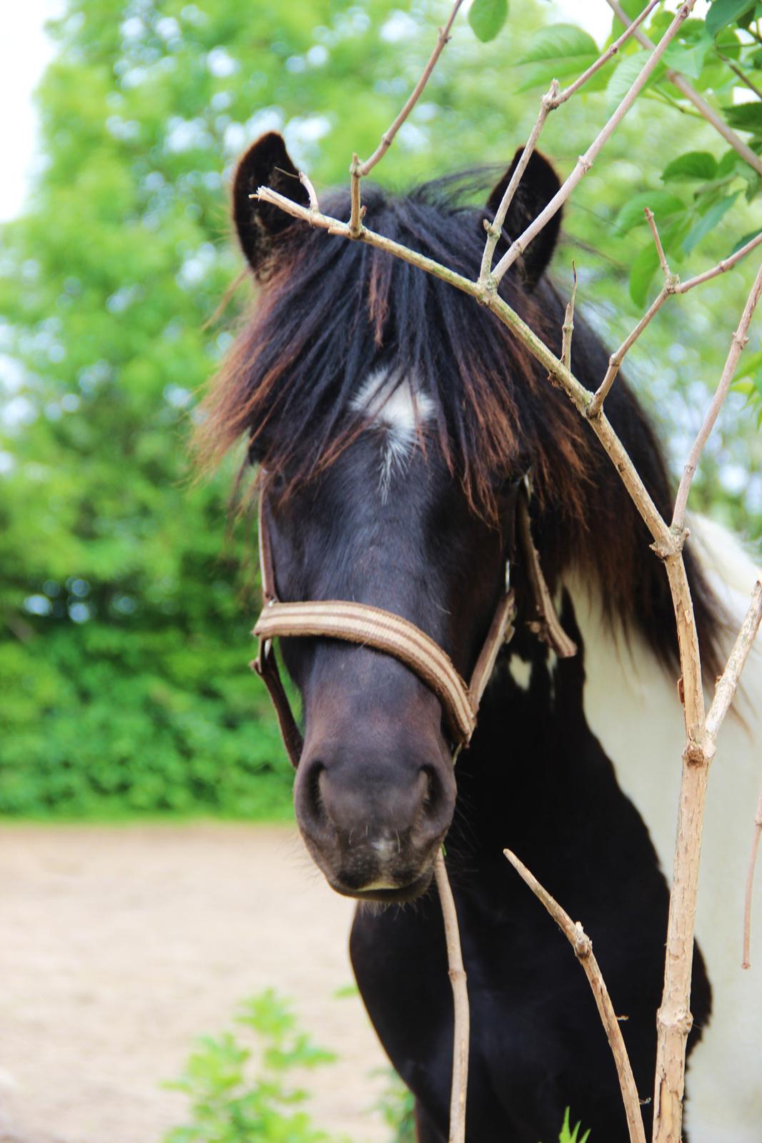 Irish Cob Crossbreed Skovperlens Sirius -  headshot taget: 2. Juni 2013, Sirius 11 mdr. :)  billede 14