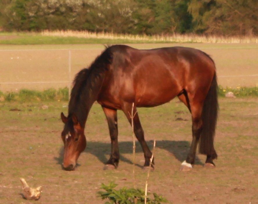 Anden særlig race Henriksøgaards Finaly May billede 3